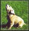 barking at squirrel in tree