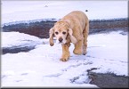 crossing a frozen stream