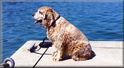Gabby on the dock
