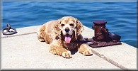 Gabby on the dock