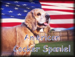 gabby: an American cocker spaniel