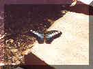 butterfly.jpg (54842 bytes)